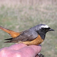 Common Redstart